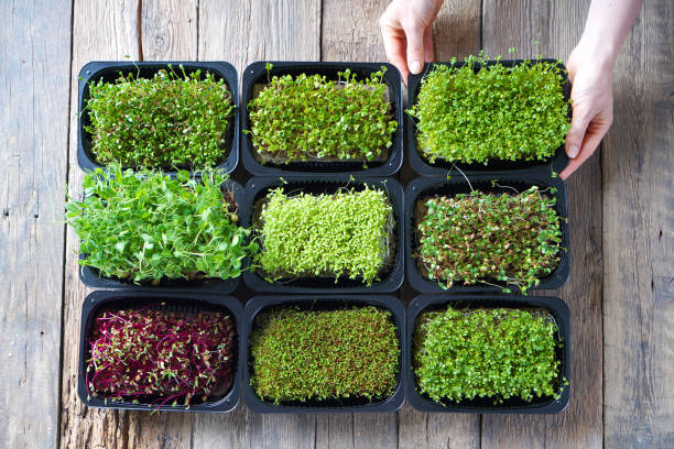 Coconut Coir for Microgreens: The Perfect Medium for Your Nutrient-Packed Crop