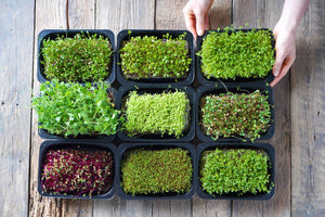 Coconut Coir for Microgreens: The Perfect Medium for Your Nutrient-Packed Crop