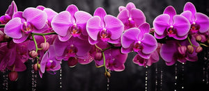 Coconut Coir for Orchids: Creating the Perfect Growing Environment