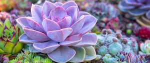 Coconut Coir for Succulents: Creating the Optimal Soil Mix for Your Desert Gems